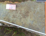 Nemiana simplex Palij