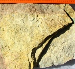 Nemiana simplex Palij