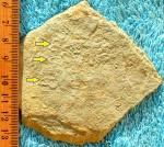 Palaeopascichnus delicatus Palij