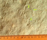 Palaeopascichnus delicatus Palij