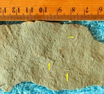 Palaeopascichnus delicatus Palij