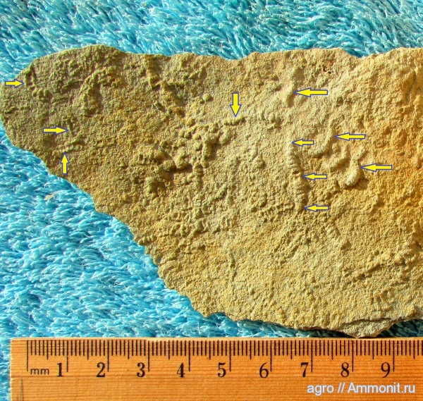 Ediacaran biota