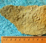Palaeopascichnus