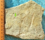 Irridinitus multiradiatus Fedonkin