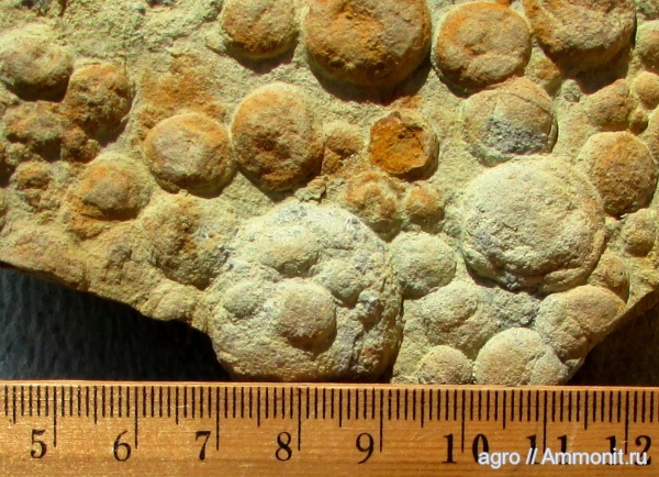 венд, Ediacaran
