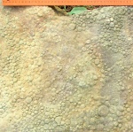 Nemiana simplex Palij, 1976