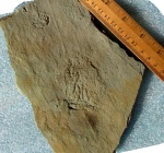 Bradgatia