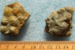 Tentaculites sp.