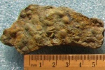 Tentaculites sp.