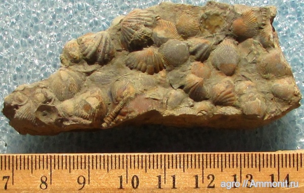 Tentaculites