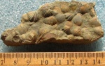 Tentaculites sp.