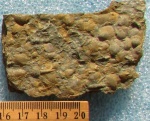 Tentaculites sp.
