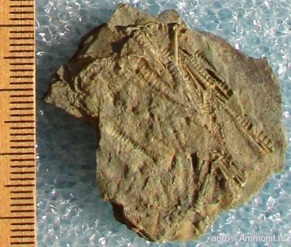 Украина, Tentaculites, Тернопольская область