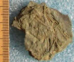 Tentaculites sp.