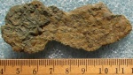 Tentaculites sp.