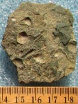 Tentaculites sp.