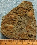 Tentaculites sp.