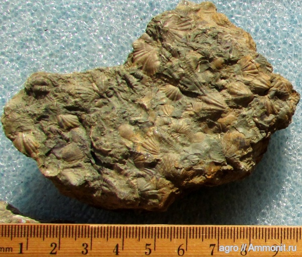 Украина, Tentaculites
