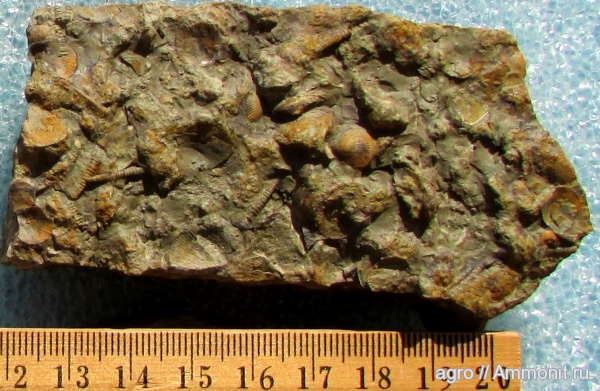 Украина, Tentaculites