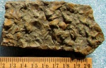 Tentaculites sp.