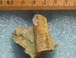 Orthoceras sp.