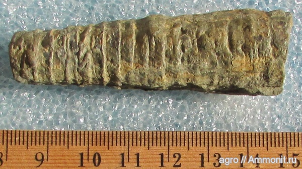 Украина, Orthoceras