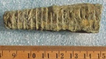 Orthoceras sp.