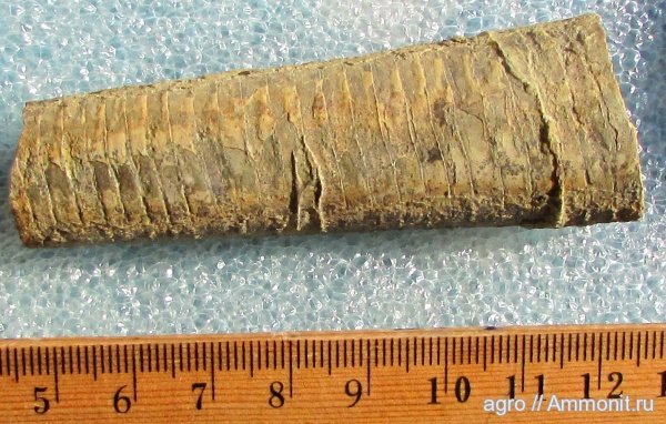 Украина, Orthoceras