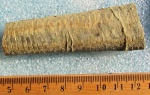 Orthoceras sp.