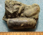 Orthoceras sp.
