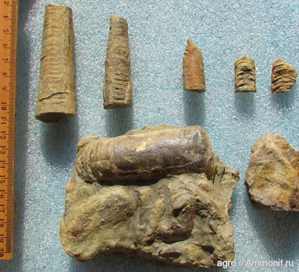 Украина, Orthoceras