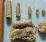 Orthoceras sp.