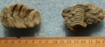 Orthoceras