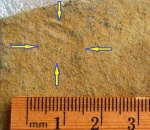 Parvancorina minchami