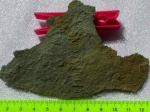Palaeopascichnus и Yelovichnus
