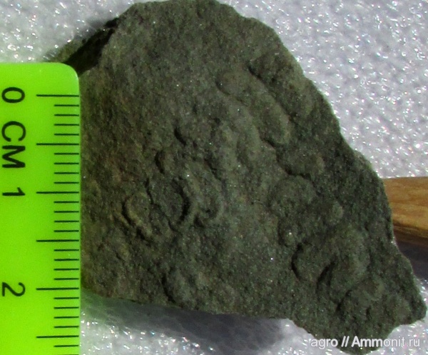 венд, Ediacaran biota, Palaeopascichnus delicatus