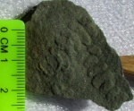 Palaeopascichnus