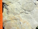 Cyclomedusa