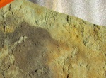 Lomosovis malus Fedonkin