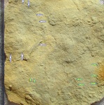 Palaeopascichnus
