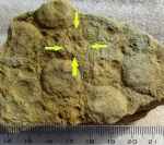 Irridinitus multiradiatus