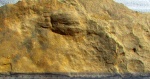 Ernietta plateauensis