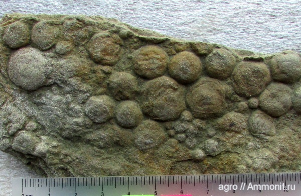 венд, эдиакарий, Nemiana simplex, ediacaran organisms