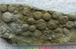 Nemiana simplex