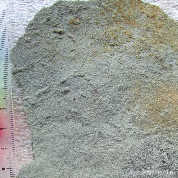 венд, эдиакарий, Palaeopascichnus
