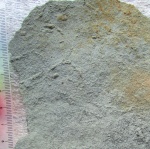 Palaeopascichnus