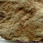 Dickinsonia
