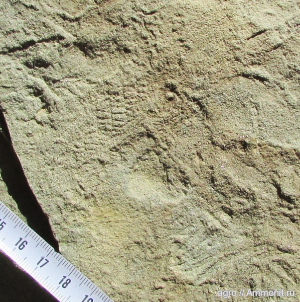 венд, ediacaran organisms, Charnia masoni