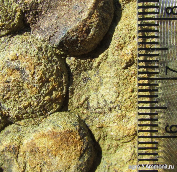 венд, эдиакарий, ediacaran organisms, Irridinitus multiradiatus