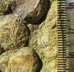 Irridinitus multiradiatus
